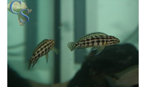 Julidochromis marlieri